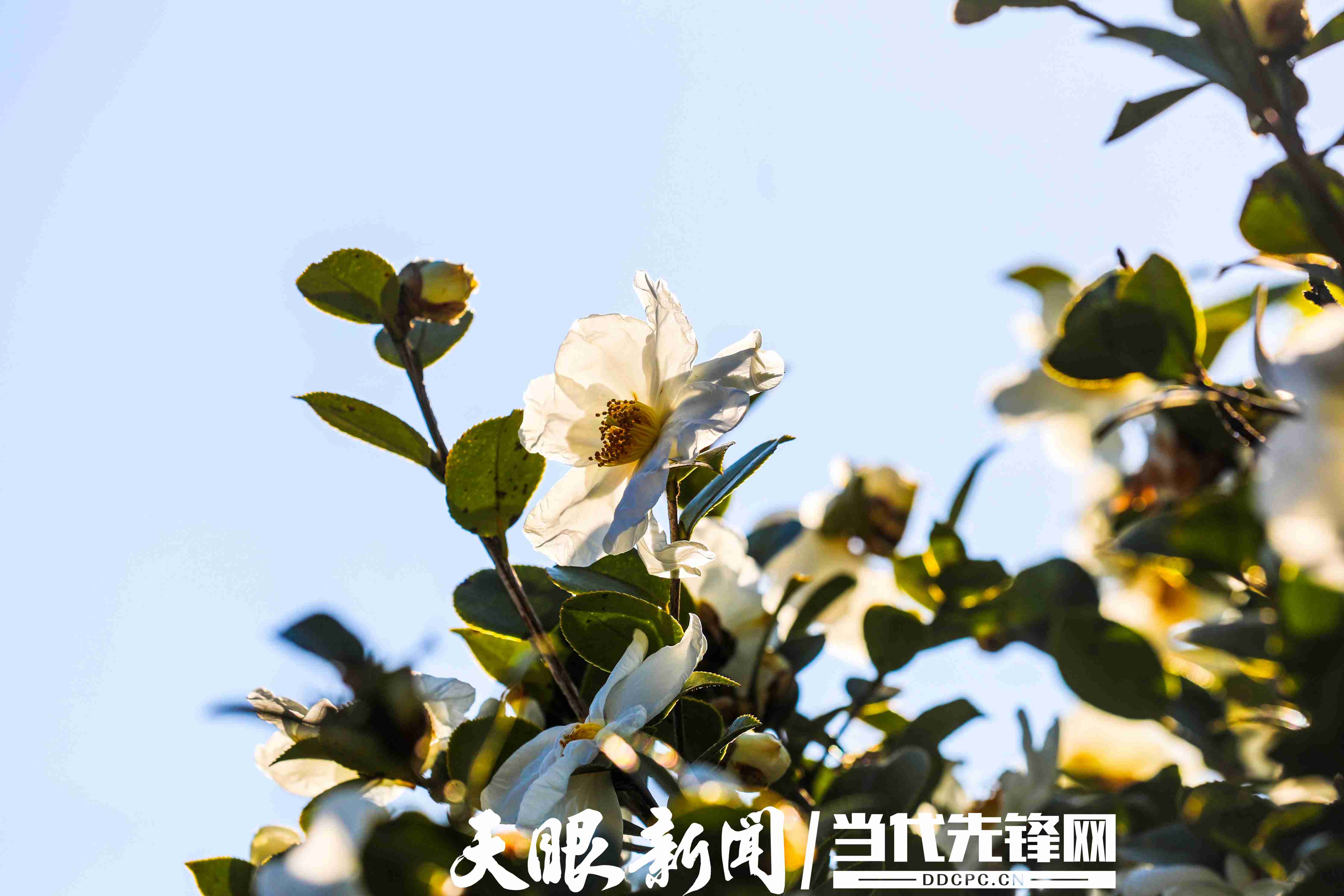 17637359853075.JPG 阳光下的茶花洁白如玉 (1).JPG