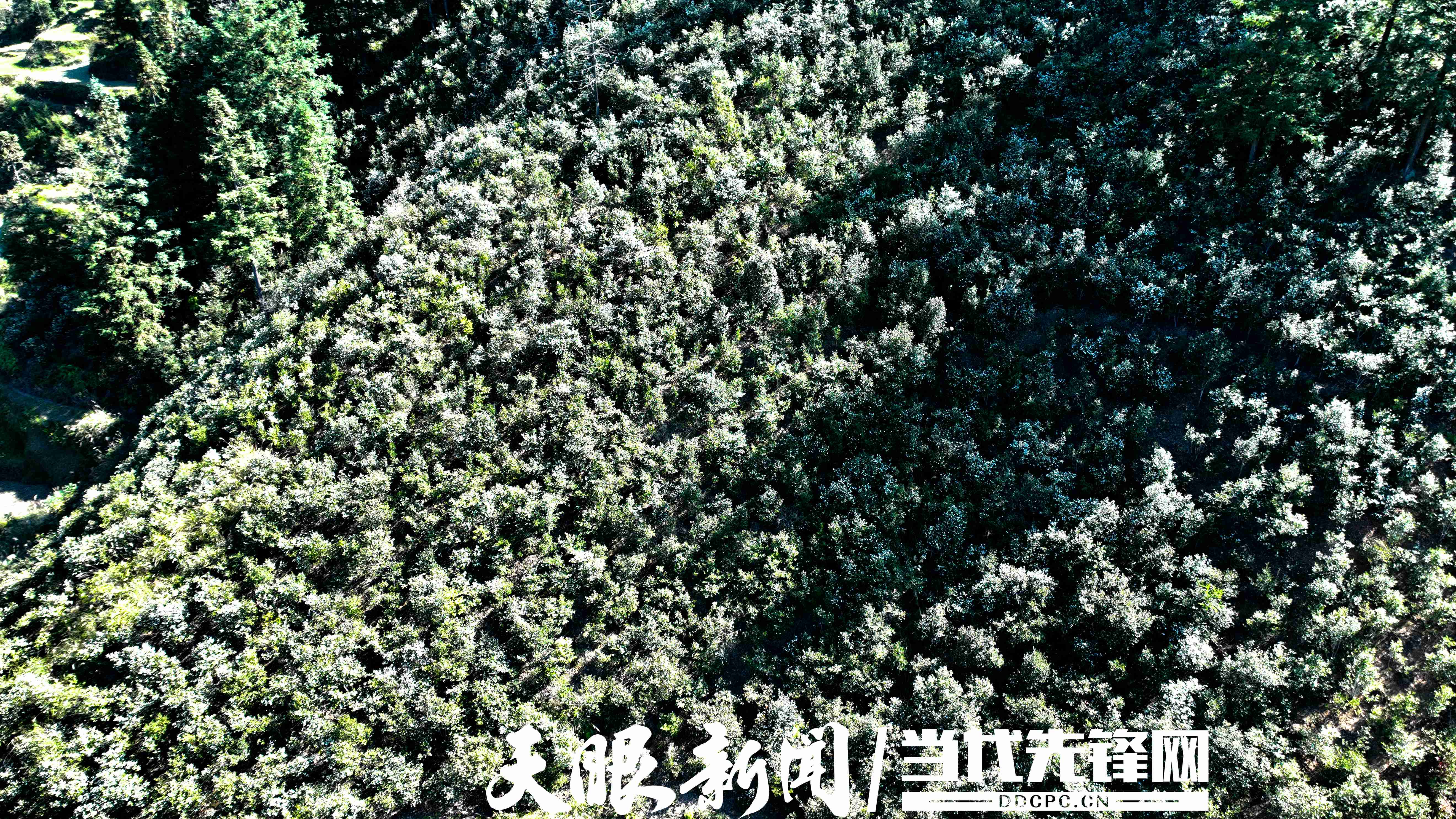 17637360138904.JPG 黎平油茶产业地里茶花盛开 (3).JPG