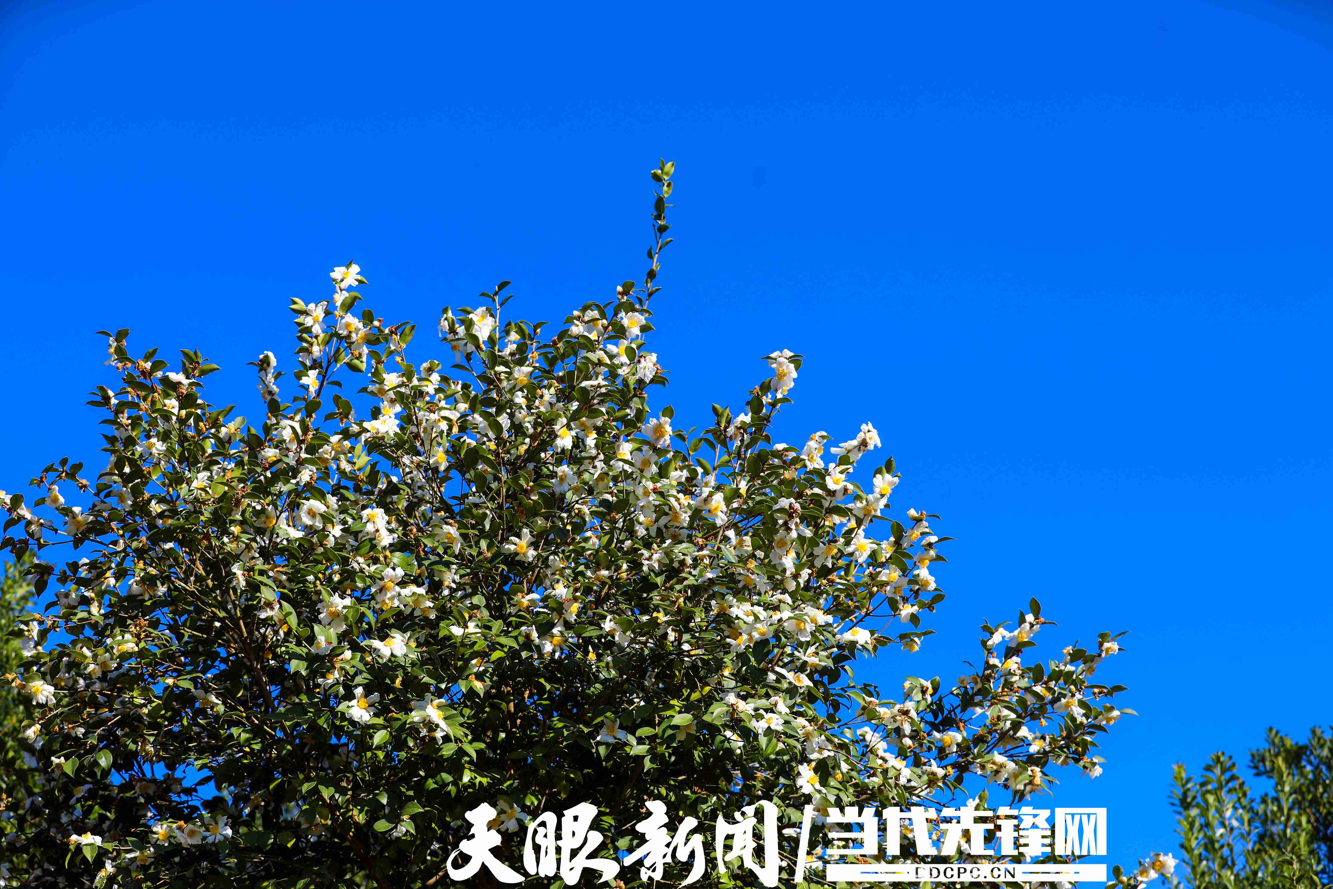 17637363893368.JPG 油茶林里盛开的茶花 (1).JPG