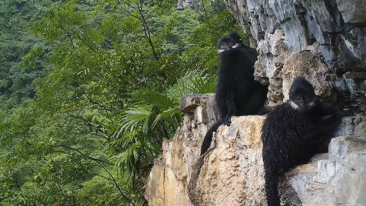 黑葉猴圖片.jpg