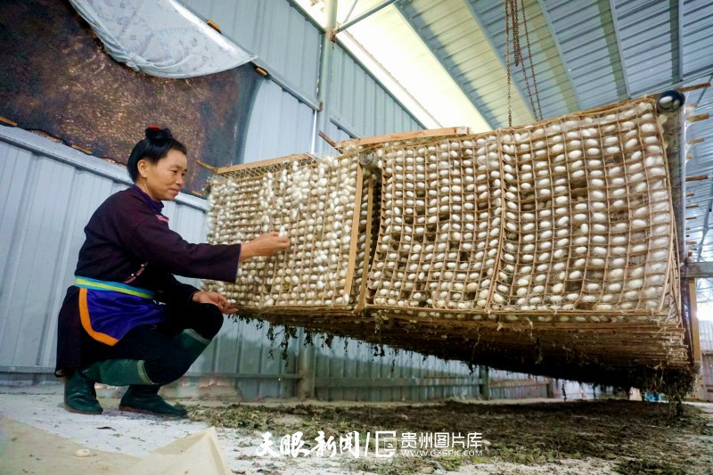 426732-2021年11月7日，村民在贵州省黔东南苗族侗族自治州从江县下江镇巨洞村桑蚕种养植基地忙着采收蚕茧。.jpg