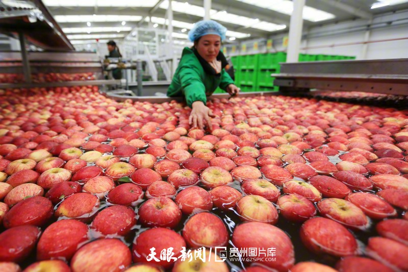 430312-2020年10月20日，工人在贵州威宁经济开发区一家苹果企业分选包装车间清洗苹果。（王纯亮摄）.jpg