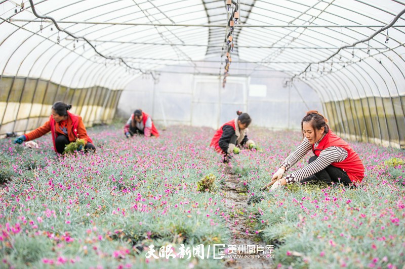 2022-1月20日，村民在贵州省毕节市赫章县铁匠乡中井村的鲜花育苗大棚里管护花苗。.jpg