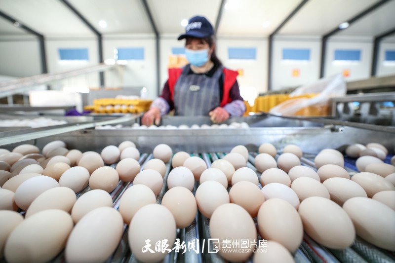 5月26日，工人在赫章县海雀生态养殖有限公司生产车间分拣鸡蛋。.jpg
