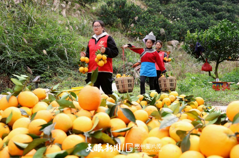 821042-2024年11月26日，在贵州省黔东南苗族侗族自治州榕江县古州镇头塘村脐橙种植基地，党员志愿者和果农一起挑运脐橙。.jpg