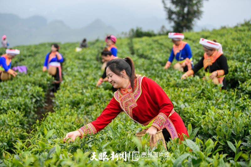 2023年7月26日，晴隆县莲城街道坡荣村一家茶企组织彝族群众在茶山上采摘夏秋茶。贵州日报天眼新闻记者 刘朝富 摄.jpg