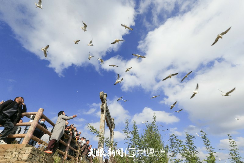 933131-2025年11月17日，贵州省毕节市威宁自治县草海国家级自然保护区江家湾码头，冬日暖阳洒在波光粼粼的湖面上，数百只红嘴鸥如约而至，与游客共舞出一幅灵动和谐的生态画卷。(4).jpg