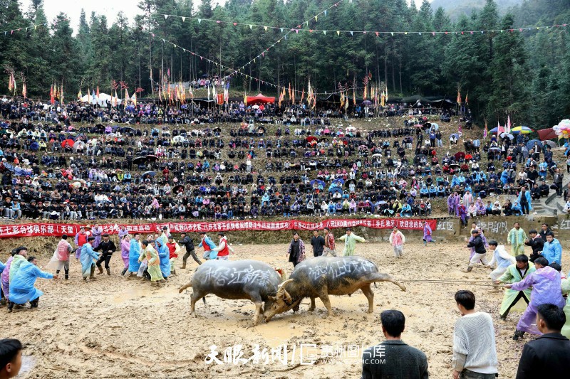 930996-2025年11月9日，人们在贵州省黔东南苗族侗族自治州榕江县八开镇摆奶村斗牛塘观看斗牛。.jpg