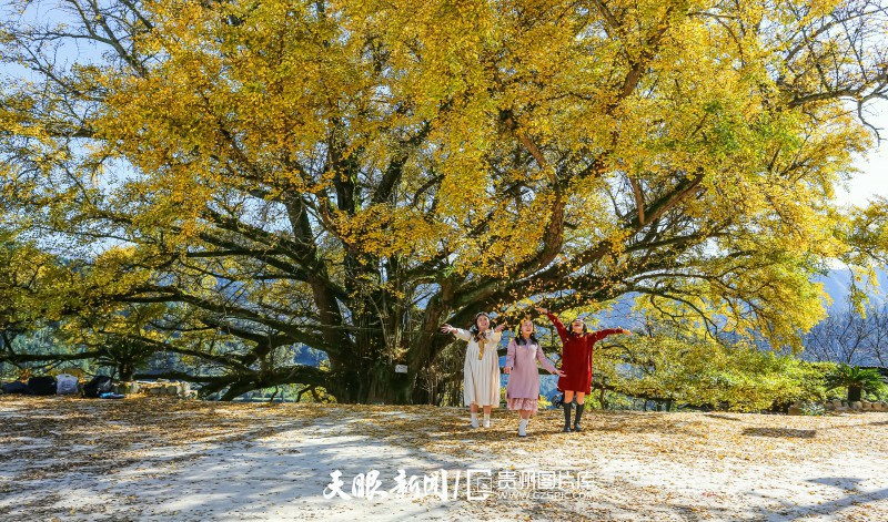 932134-游客在贵州雷山北建村古银杏树旁拍照留念。.jpg