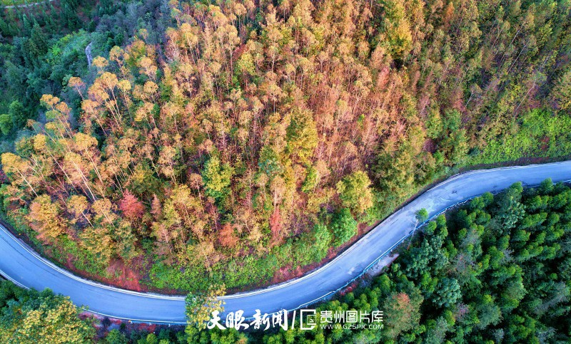 932446-2025年11月15日，位于贵州省黔东南苗族侗族自治州从江县高增乡占里村公路沿线层林尽染，风景如画。.jpg