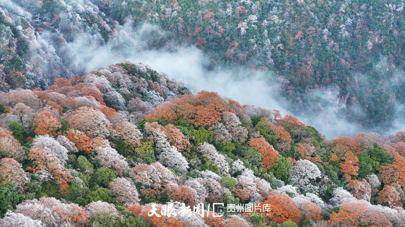 933466-2025年11月18日，在世界自然遗产地梵净山景区拍摄的雾凇红叶景观.jpg