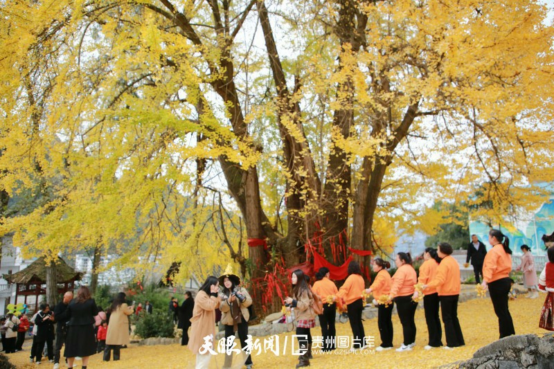 934940-2025年11月22日，贵州省印江自治县木黄镇凤仪村的千年银杏树下游人如织，拍照打卡、直播记录、品尝美食的游客络绎不绝。.jpg