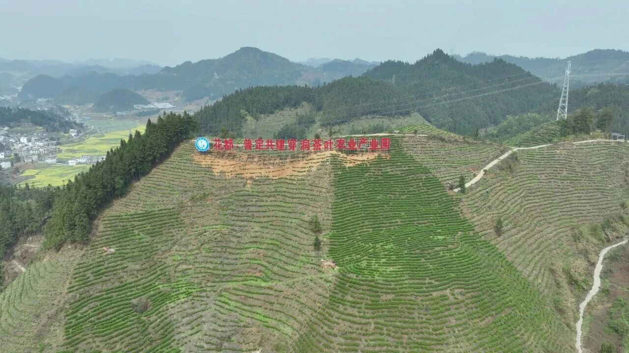 花都区投入资金共建茶产业园.jpg