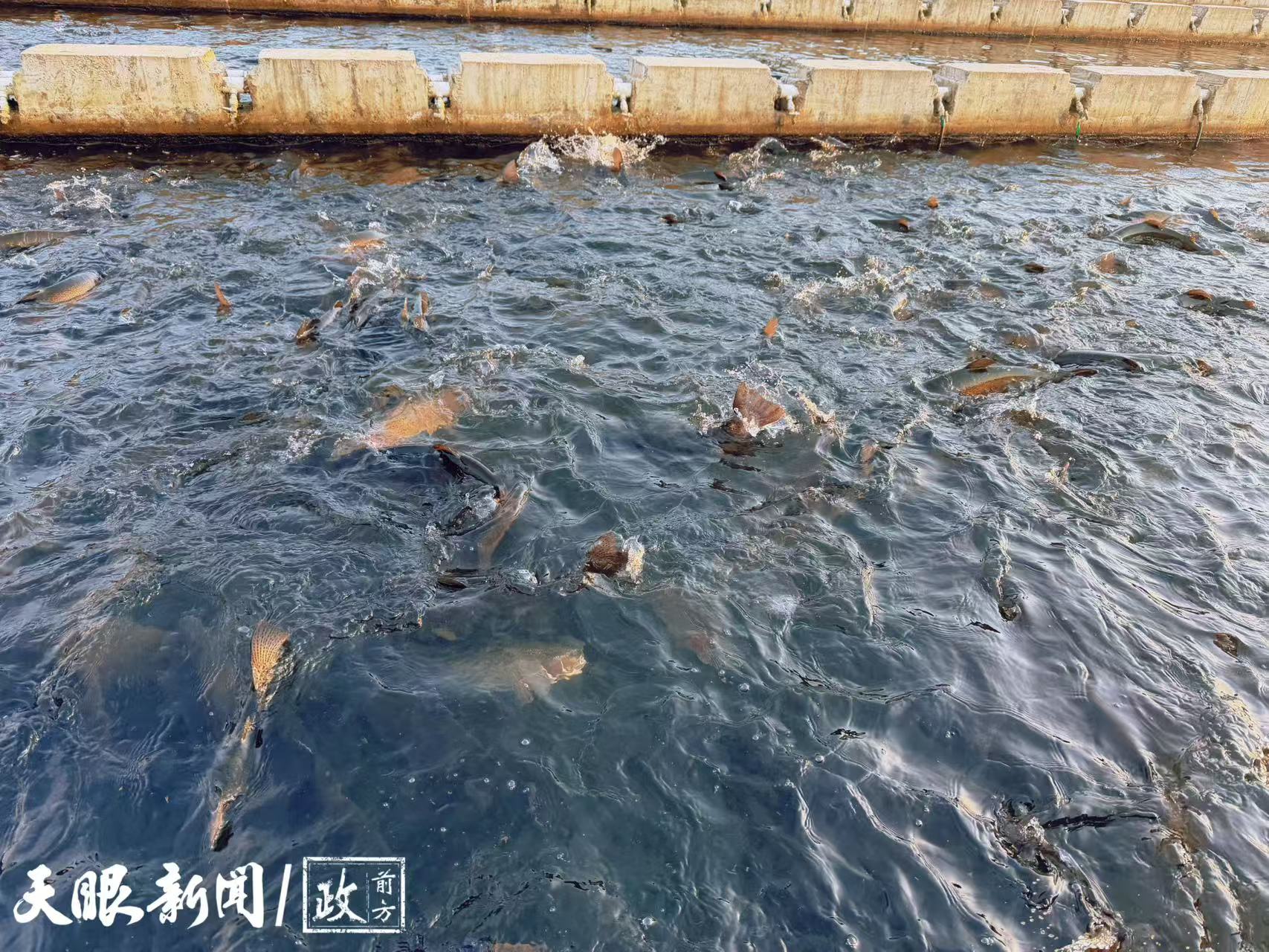 17646739251223.jpg be9cadd43285533a4710f227b2eae974.jpg