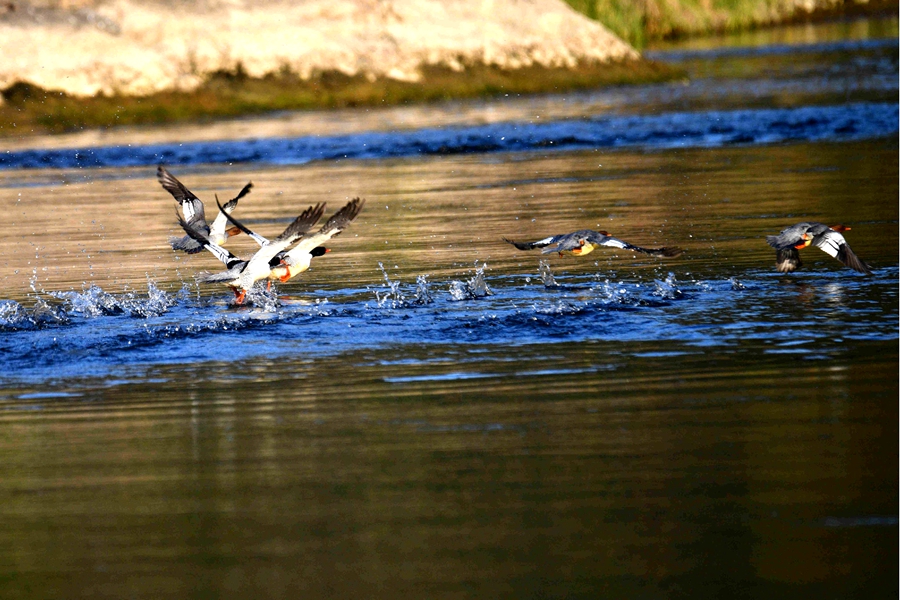 17647336945971.jpg b03e150704bb532b0da0db8271772700.jpg