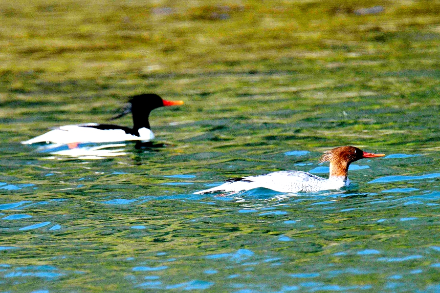 17647338866415.jpg 1f74e05c8384cedbc53059914b6bfd8f.jpg