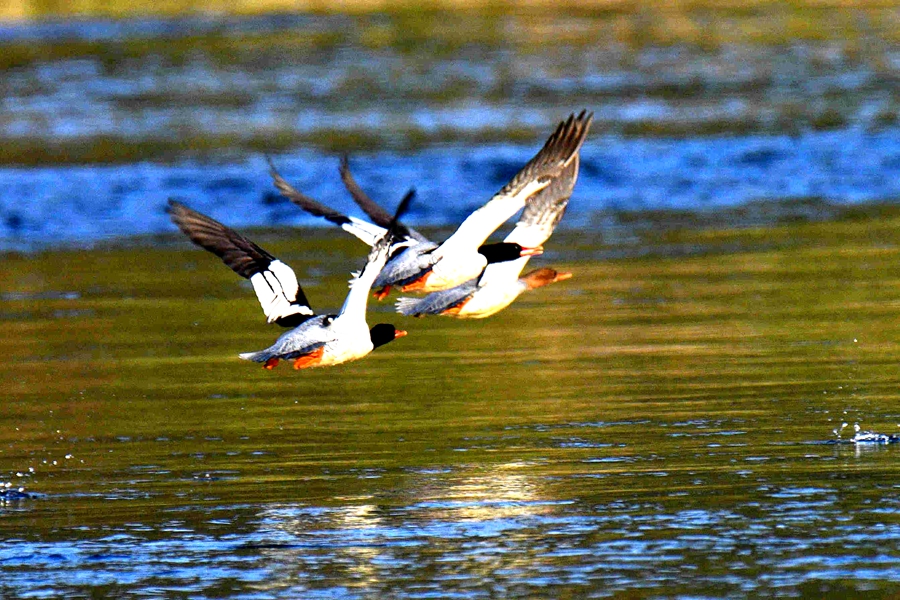 17647338409061.jpg 82c7f9dc6c7a9f33ad1bc9e7cc6967e9.jpg