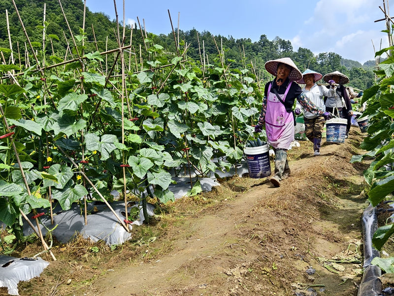 黄瓜采摘。蒋芳芳 摄.jpg