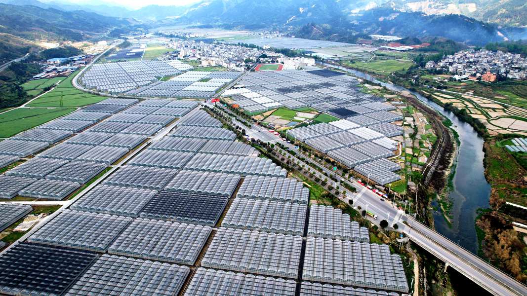 近年来，榕江县抢抓“桥头堡”政策机遇，努力建成粤港澳大湾区的“菜篮子”基地，助推乡村振兴。谭必杰 摄 - 副本.JPG