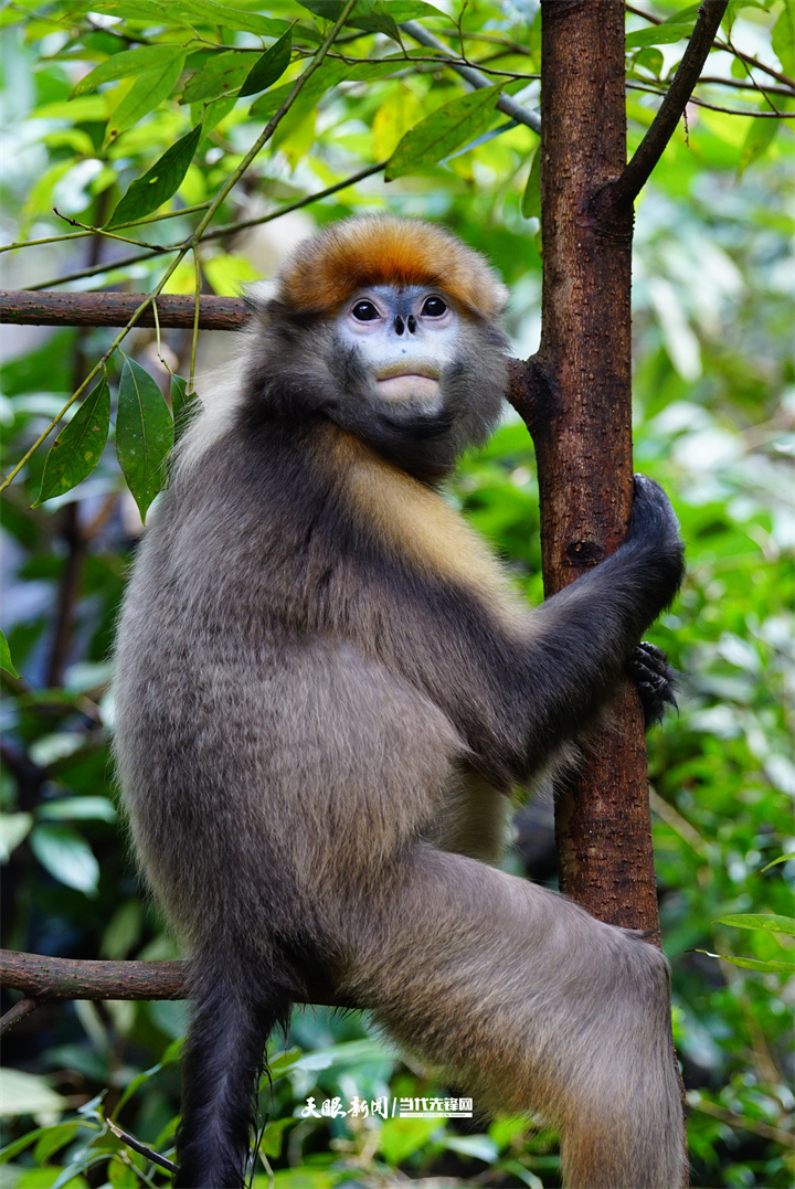 黔金丝猴-周海翔摄.JPG