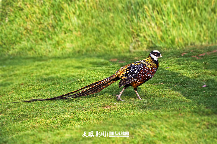 dD0xNzY0ODMwMTQyX3I9NmE4MThmOTdfdz03MjBfcT0xMDBfZT1qcGc=.webp 白冠长尾雉——王进摄.jpg