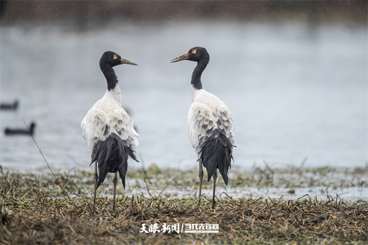 dD0xNzY0ODMwMTU1X3I9MmMzM2MxNjVfdz03MjBfcT0xMDBfZT1qcGc=.webp 黑颈鹤——陈东升摄.jpg