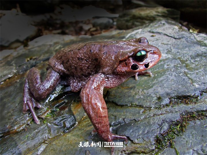 dD0xNzY0ODMwMTYxX3I9OTFmMzYzZWRfdz03MjBfcT0xMDBfZT1qcGc=.webp 雷山髭蟾(雄)——李扬摄.jpg