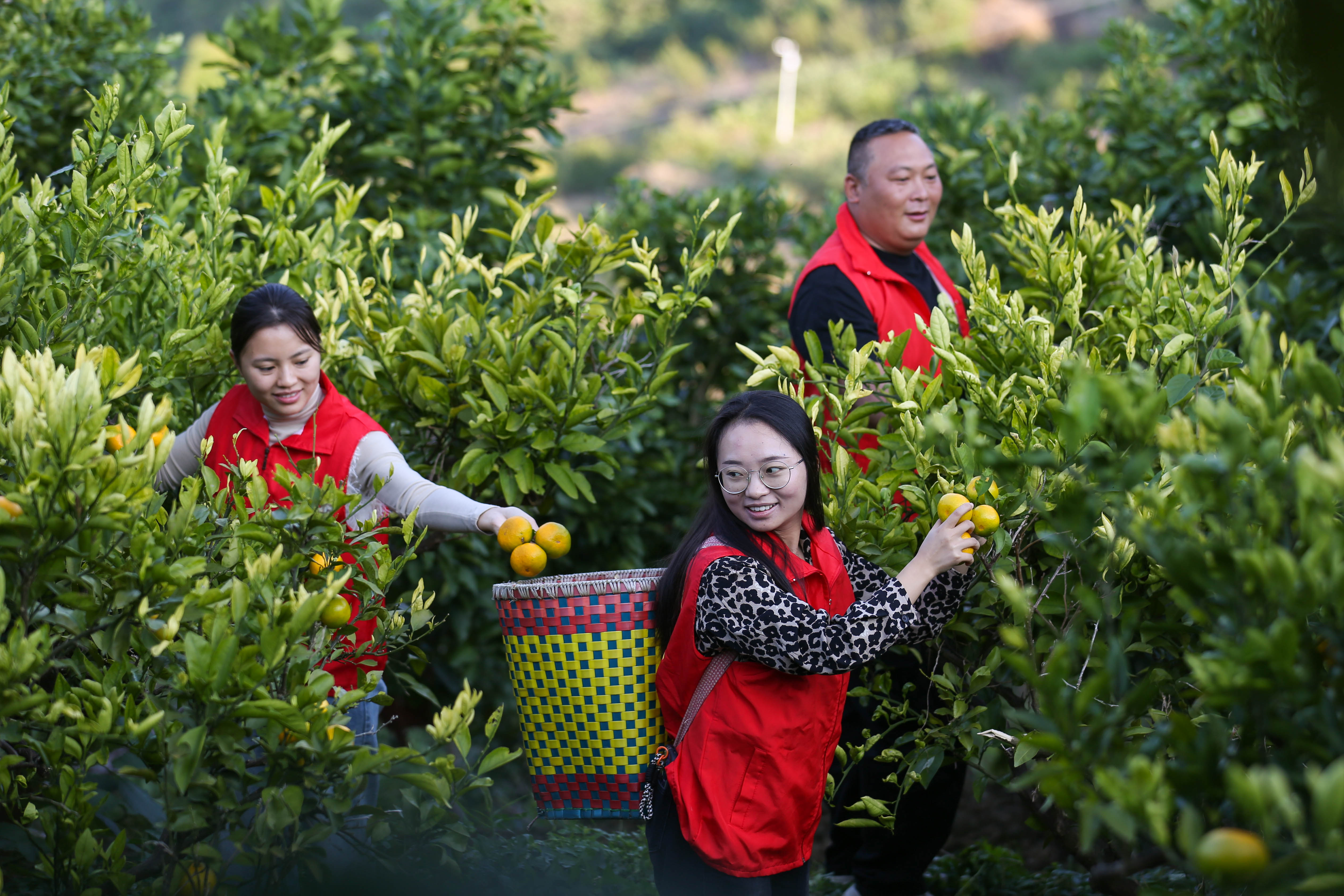 806414-10月9日，甕安縣江界河鎮(zhèn)黨員干部在幫助群眾采摘橘子。.jpg