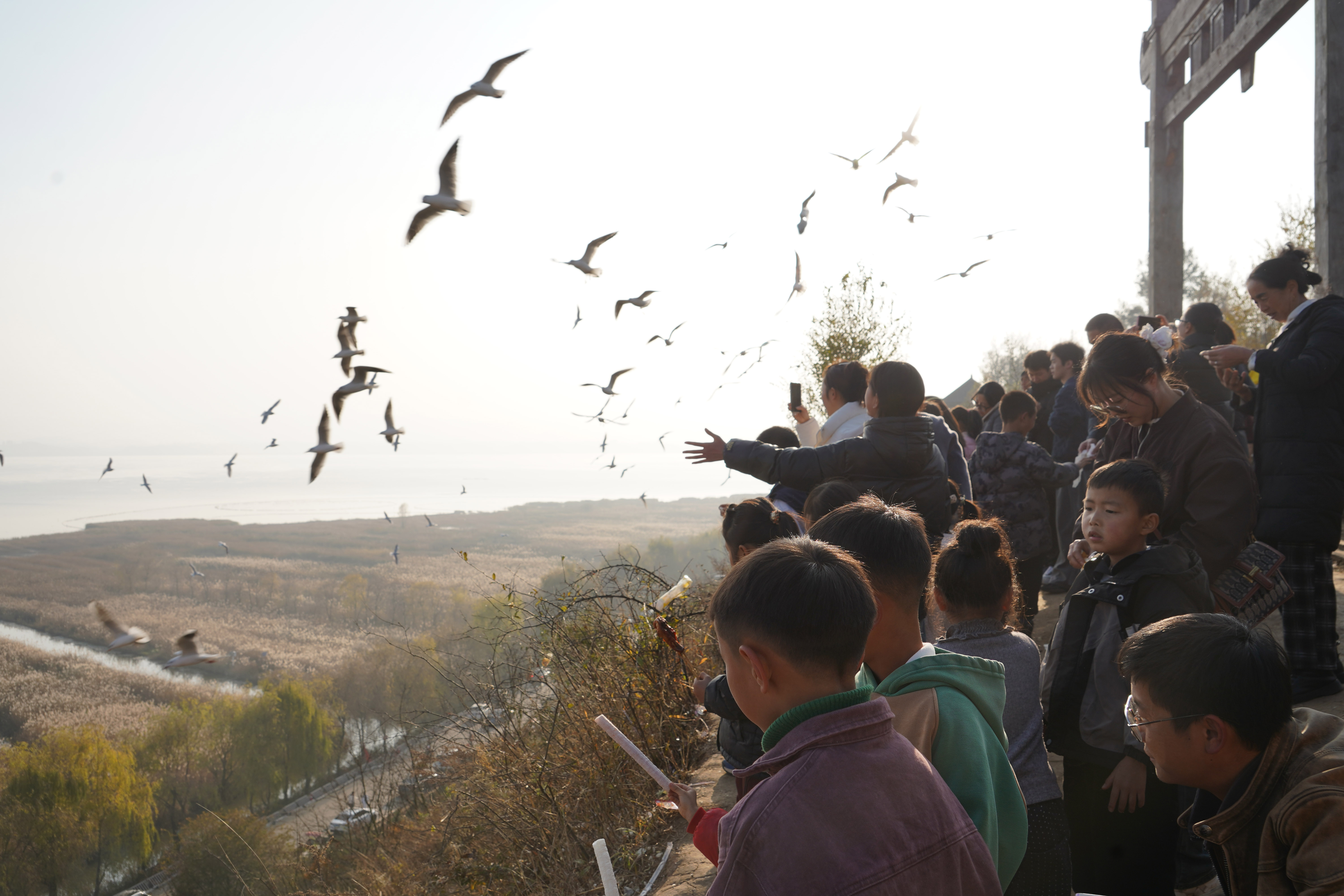 17650105211936.jpg 11月31日,游客正在与红嘴鸥互动.jpg
