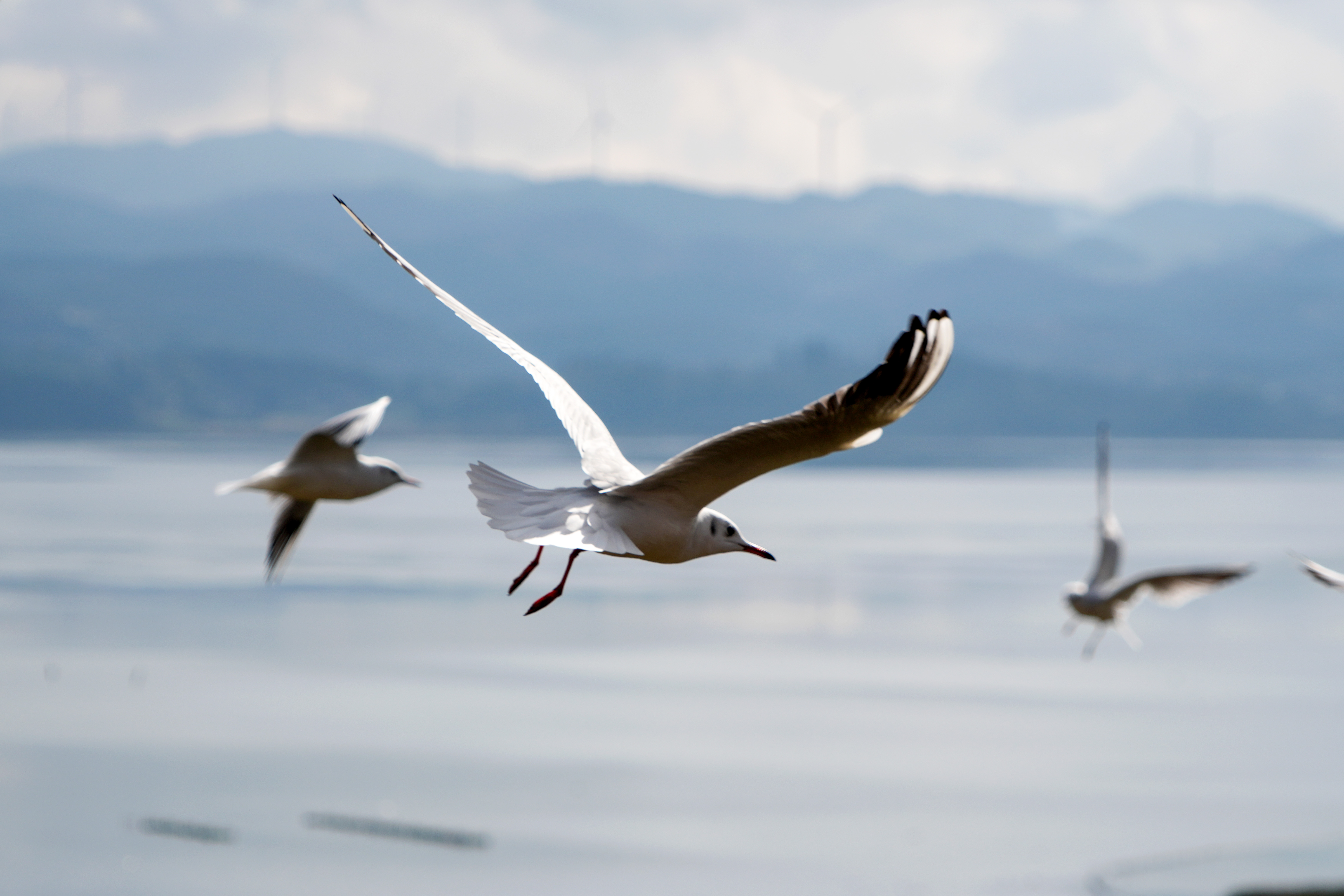 17650106953281.JPG 图为11月11日,红嘴鸥在草海湖面翩跹起舞。陈逍 摄.JPG