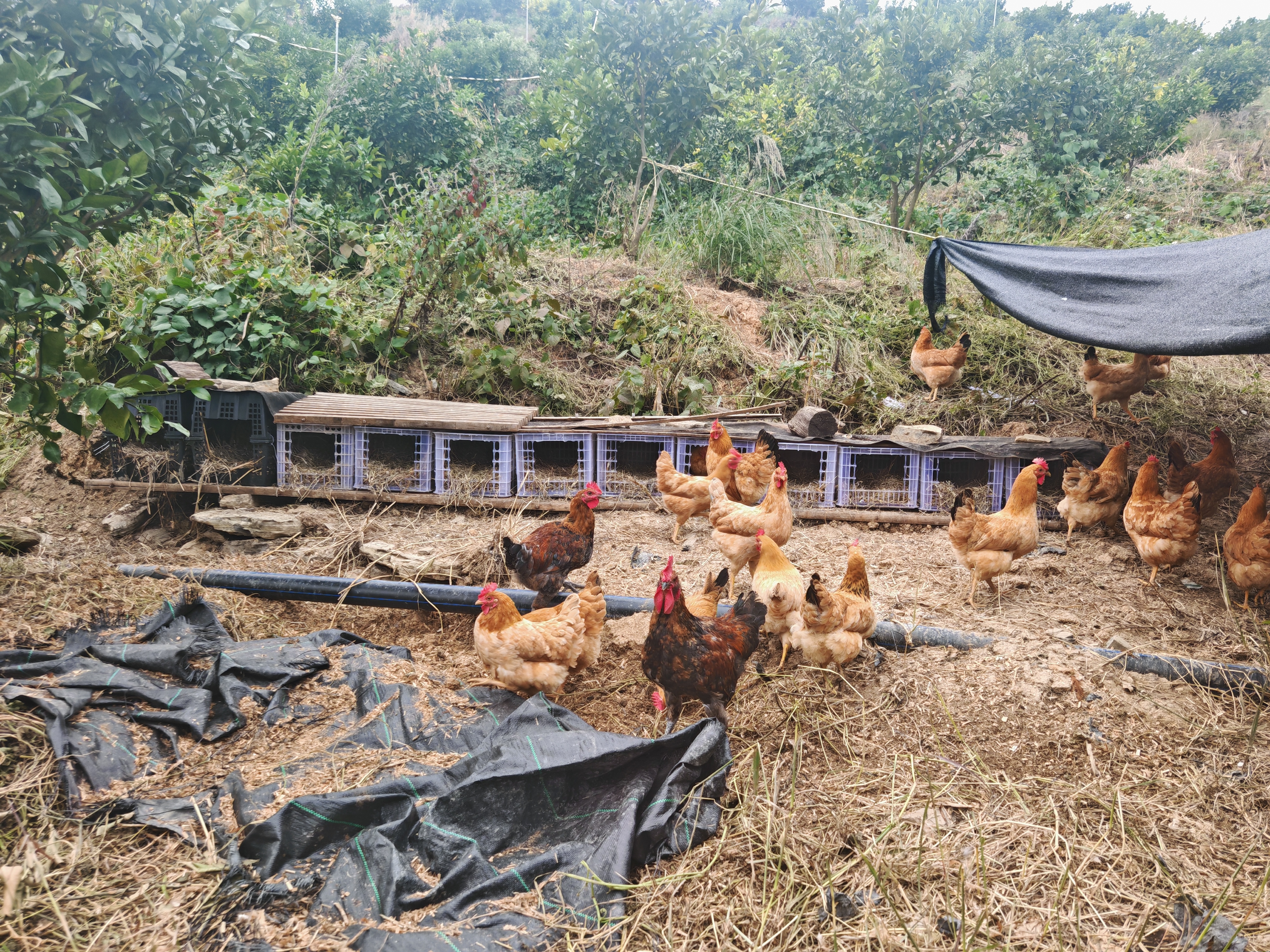 17650986408128.jpg IMG_20251203_144718.jpg