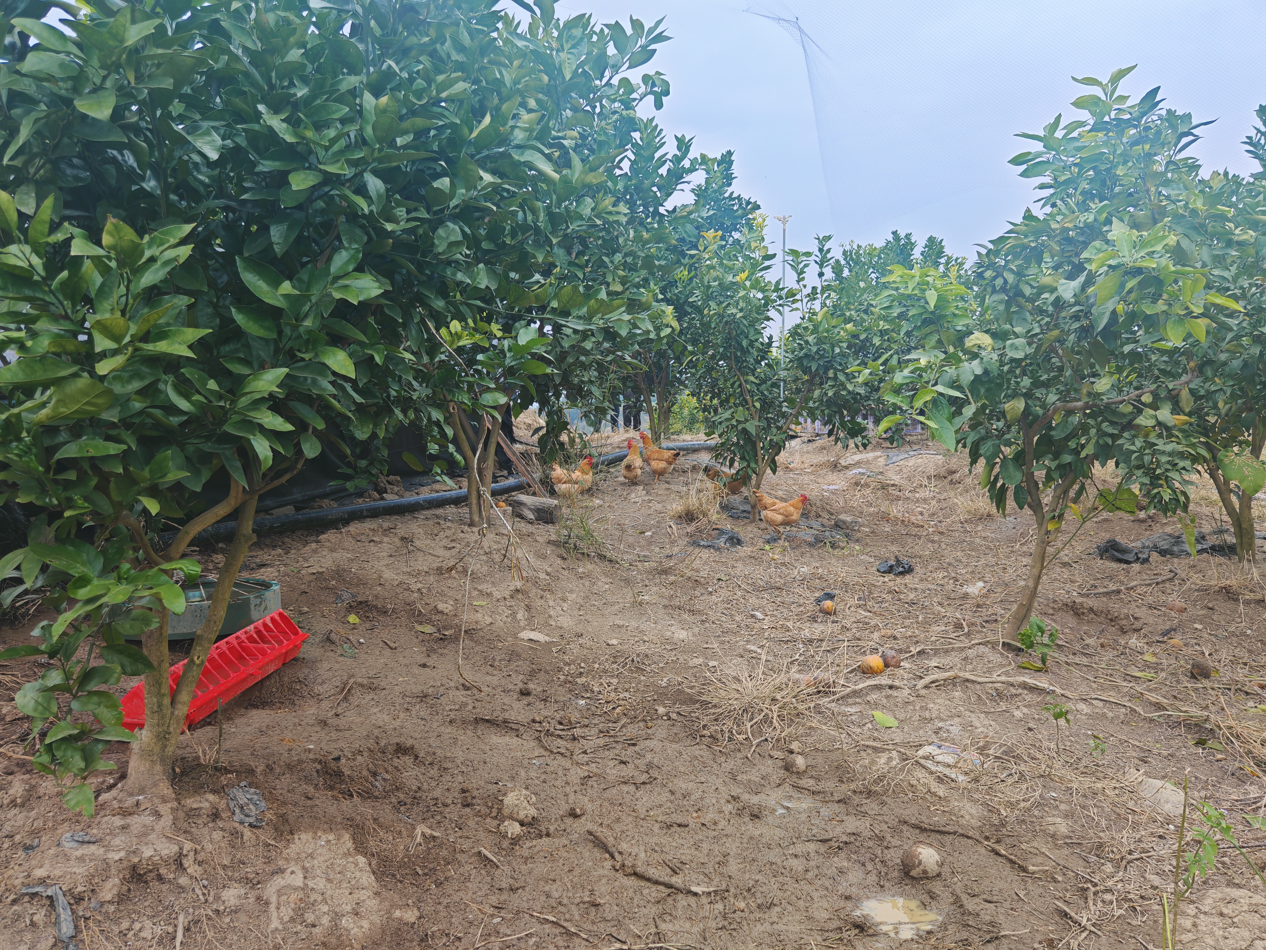 17650986831671.jpg IMG_20251203_144712.jpg