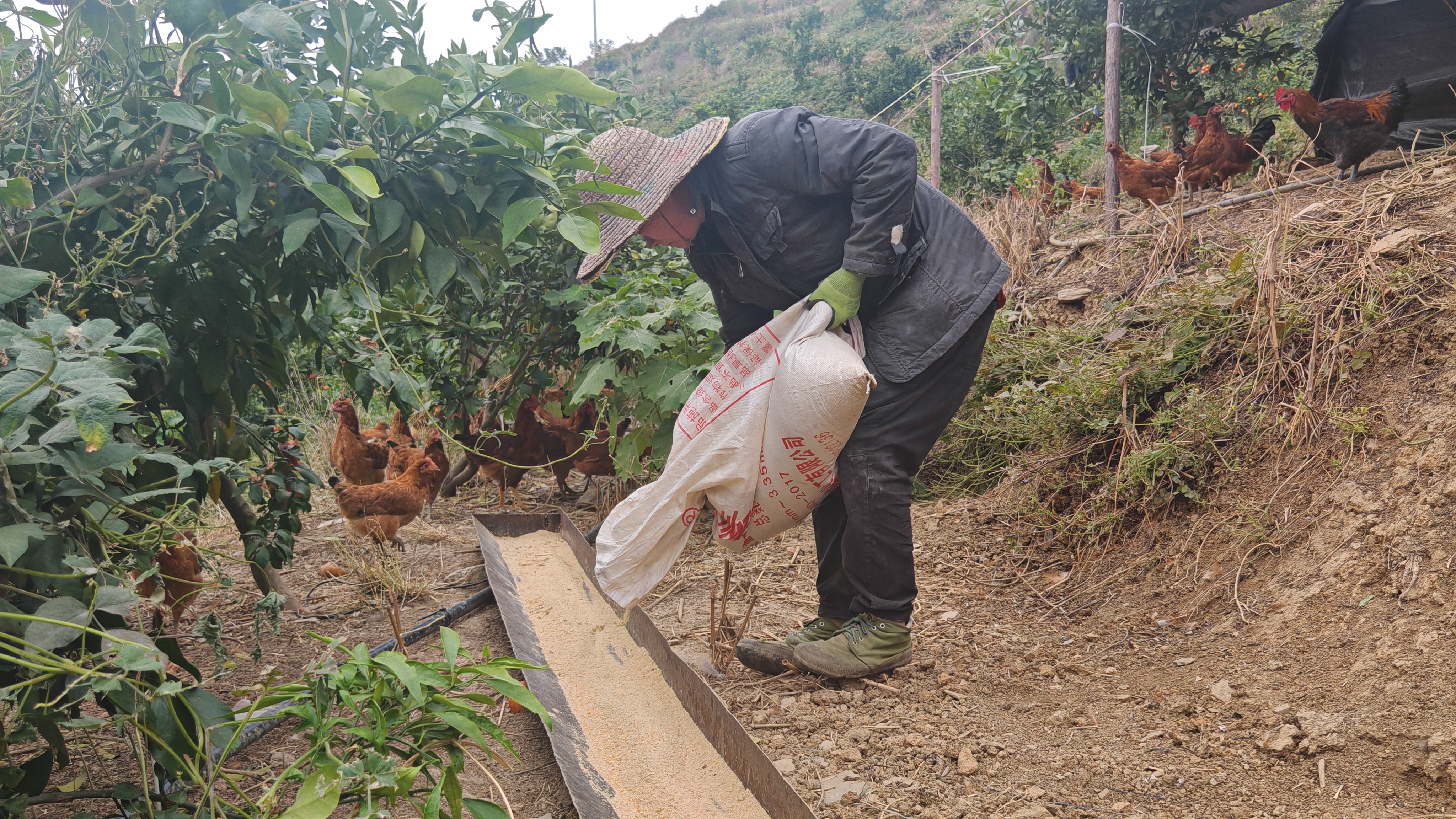 17650986098163.jpg IMG_20251203_152251.jpg