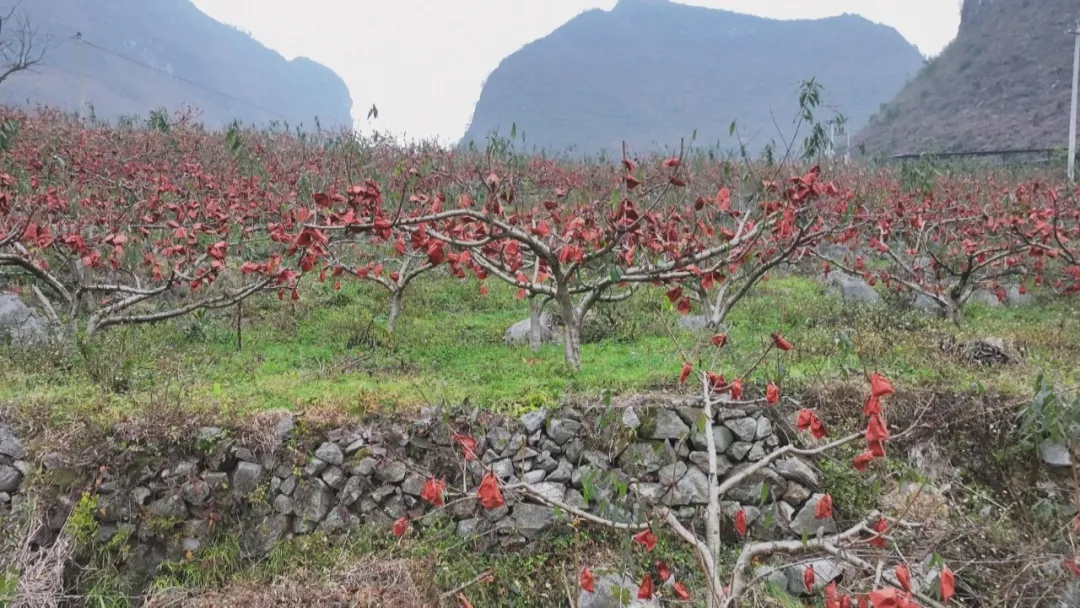 17651717333875.png 95c945f5-cd21-4074-b253-362bffcd8f43.png