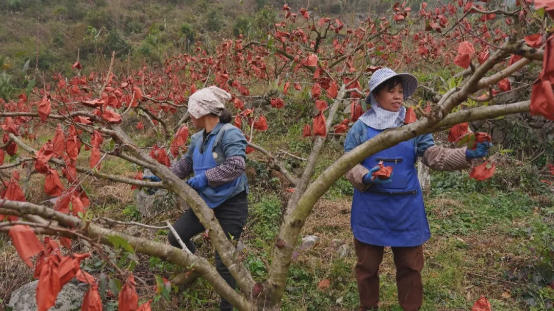 17651717457231.png ee24b94c-3b6b-48ee-932d-bce5f9b20cf1.png