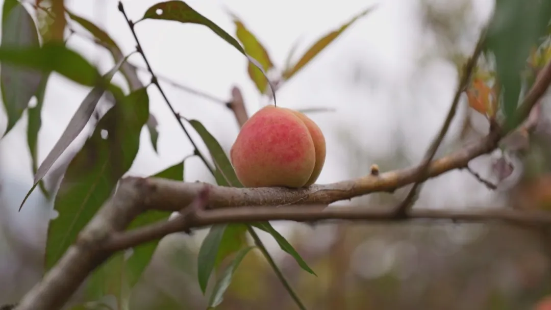 17651717573462.png ddb7052d-b04e-4ec9-9d45-14c8ee8c5820.png