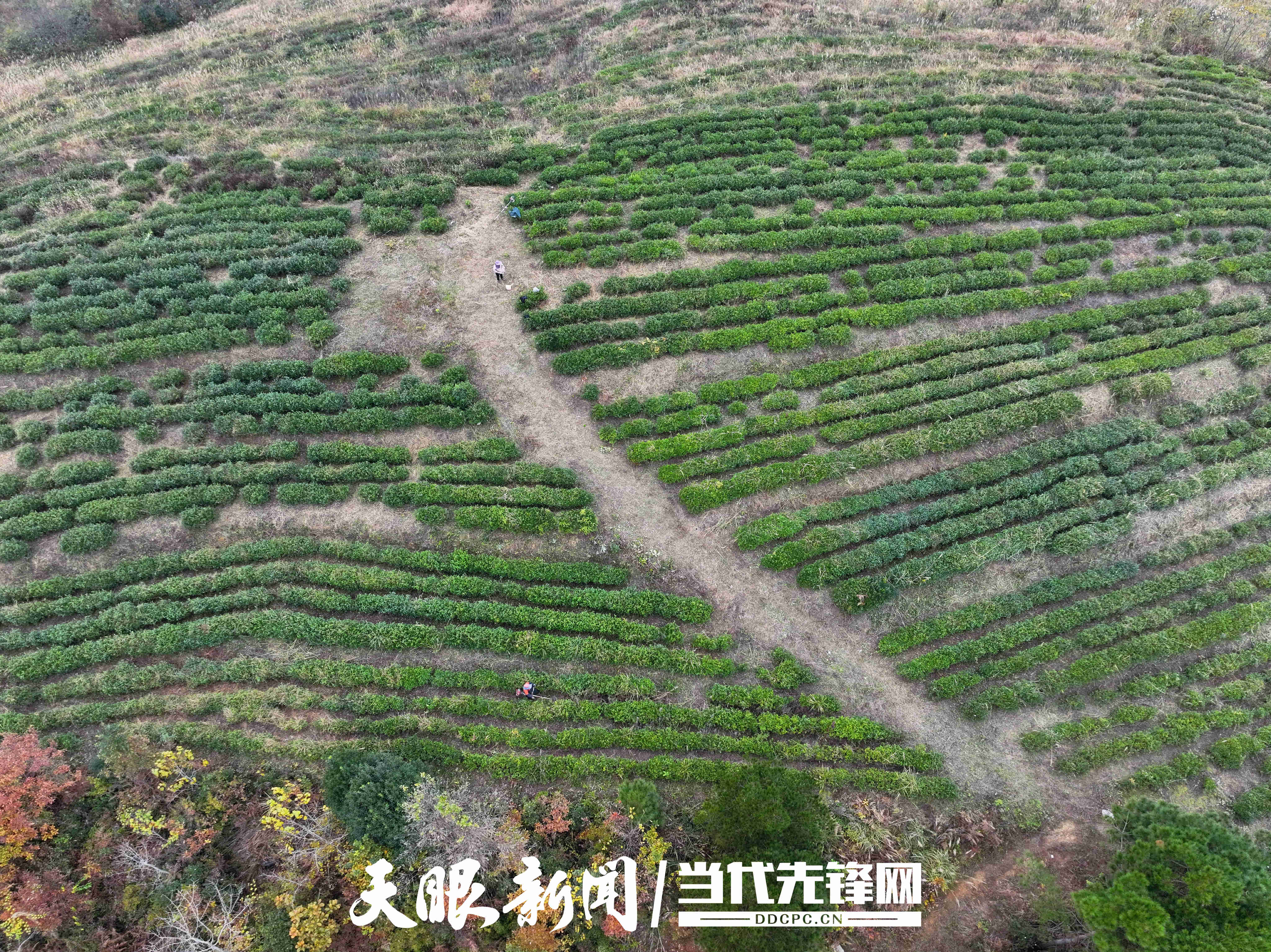 17653359191382.jpg 微信图片_20251210110410_1913_54.jpg