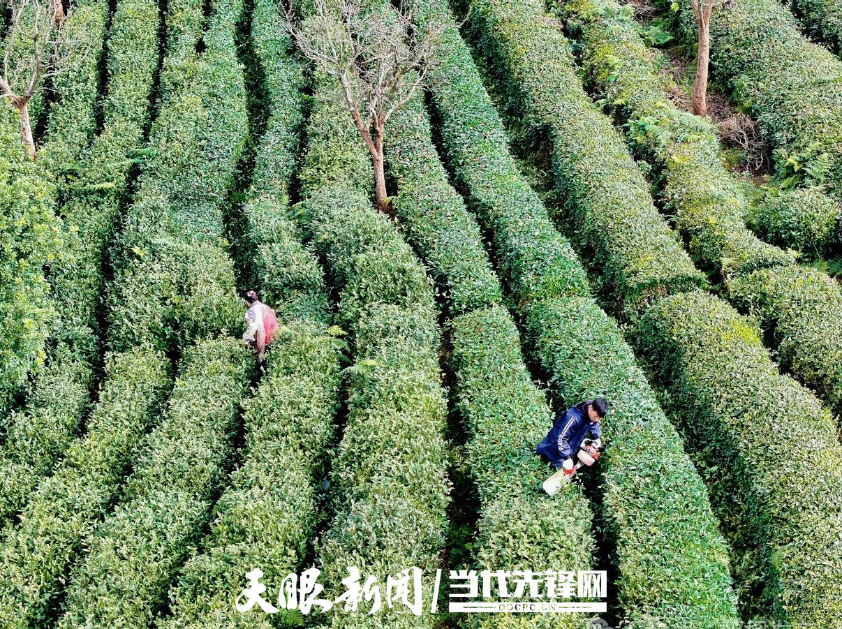 17653359314233.jpg 微信图片_20251210110409_1912_54.jpg