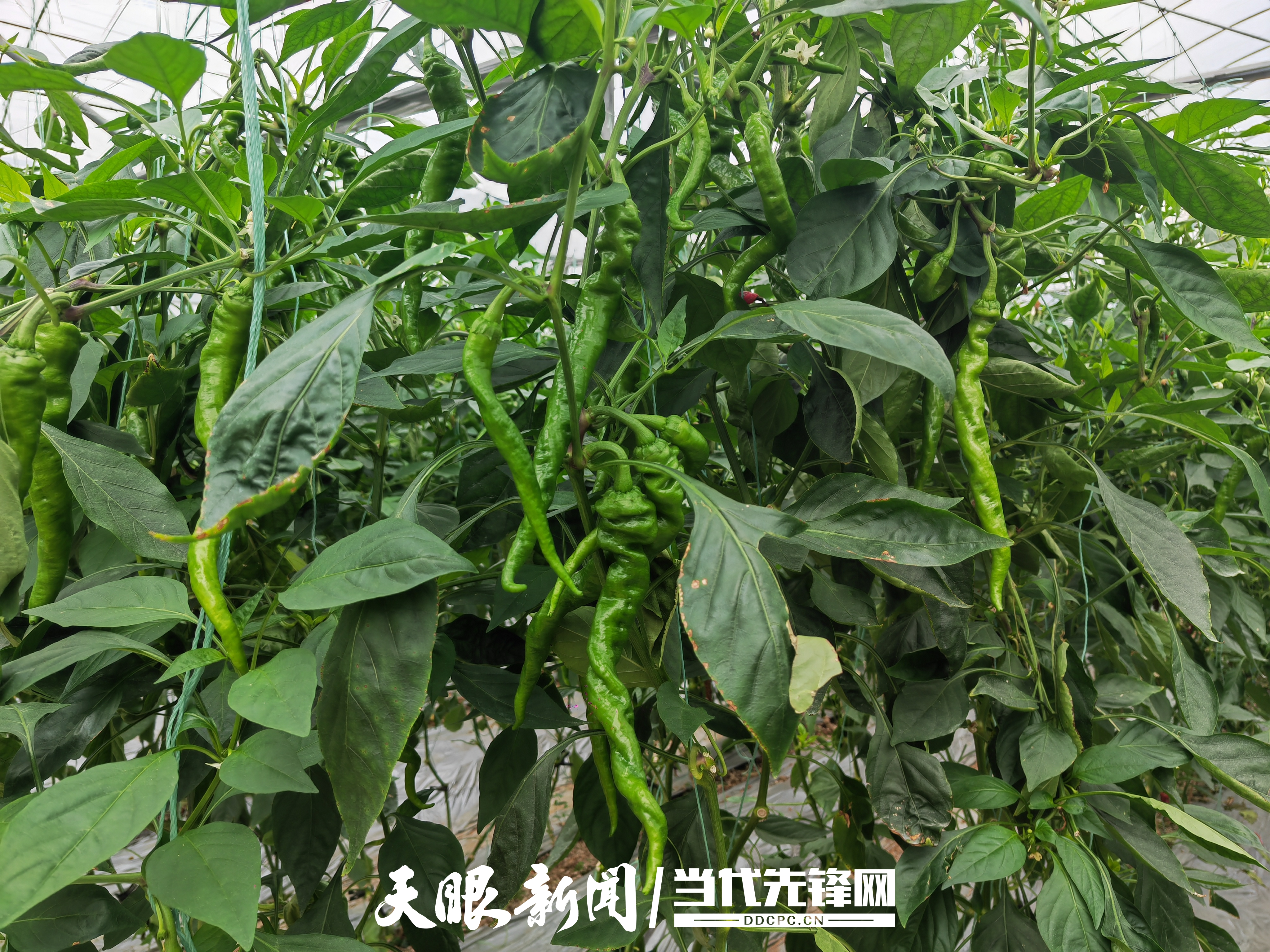 dD0xNzY1NTA0MjQ1X3I9YmZiOWI2ZmVfdz0xMDgwX3E9MTAwX2U9anBn.webp 17583630761752.jpg