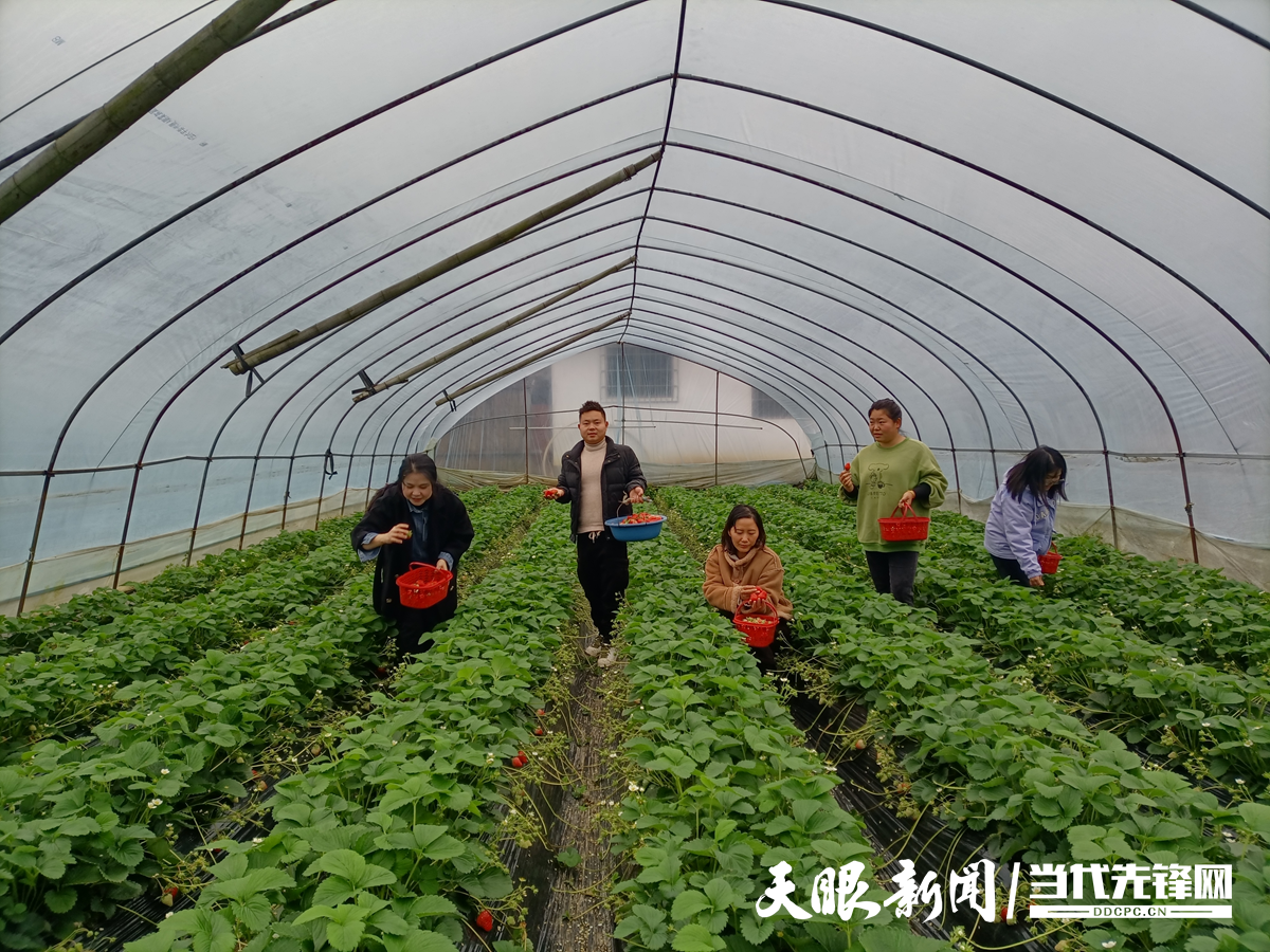 17658887699978.png 入园采摘.png