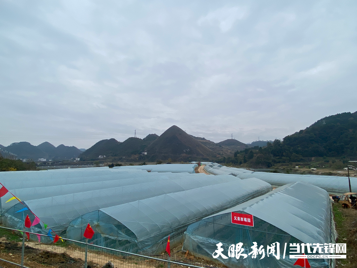 17658887516585.png 三江兄弟草莓园.png