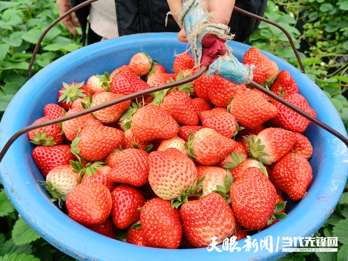 17658887833870.png 现摘草莓.png