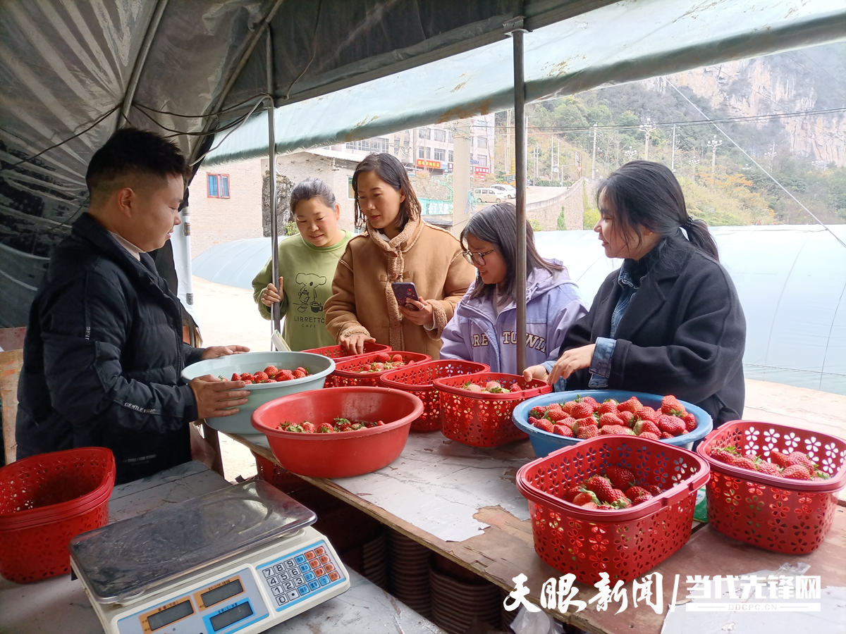 17658887994447.png 游客抢购草莓.png