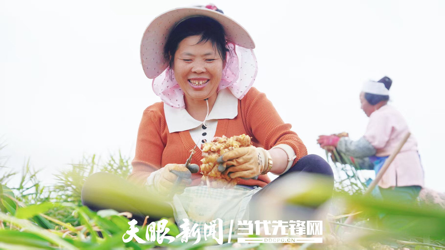 生姜丰收，群众忙着采收生姜。沈长志 摄 (1).jpg