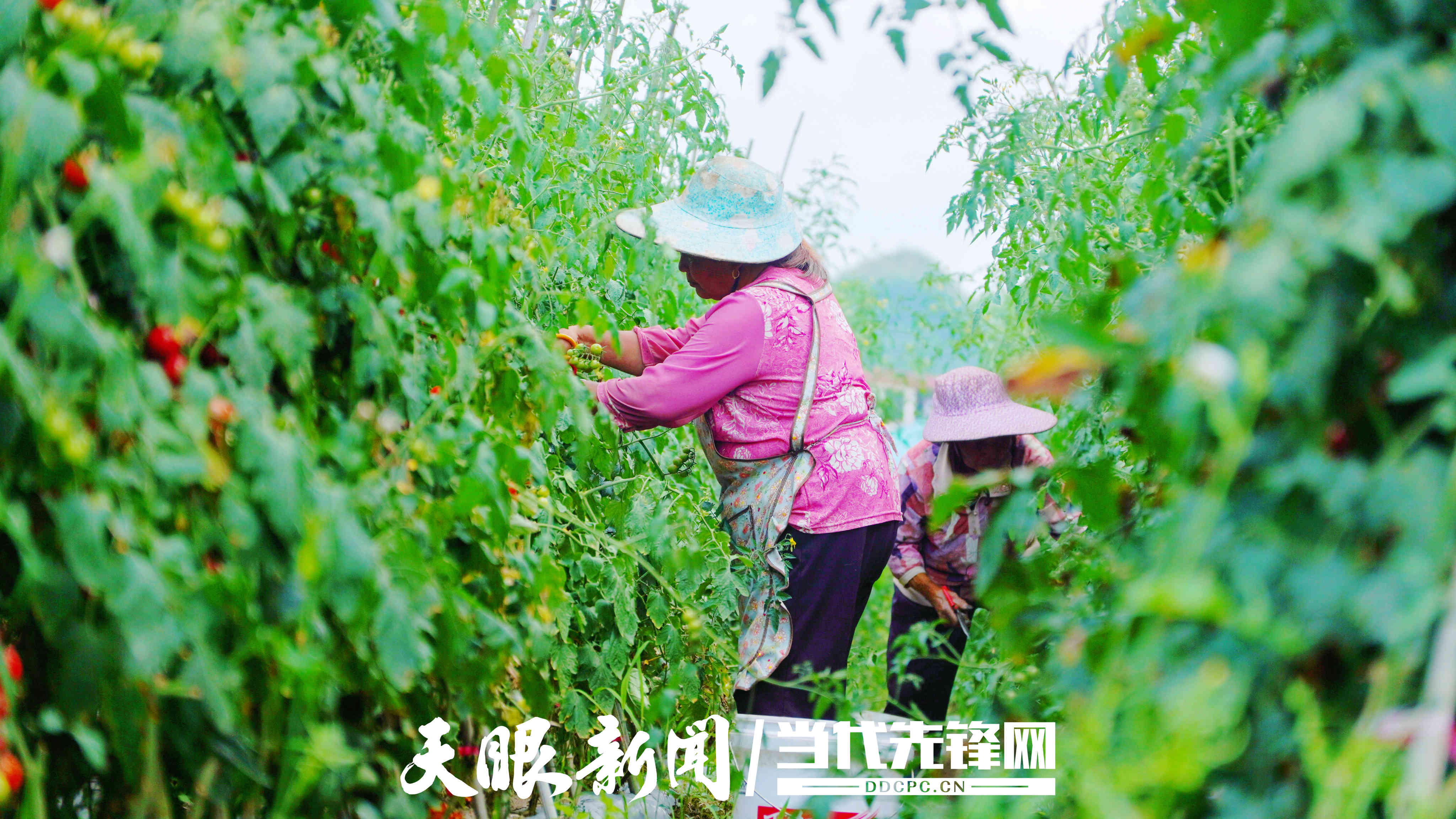 圣女果丰收，群众采收忙。沈长志 摄 (1).jpg