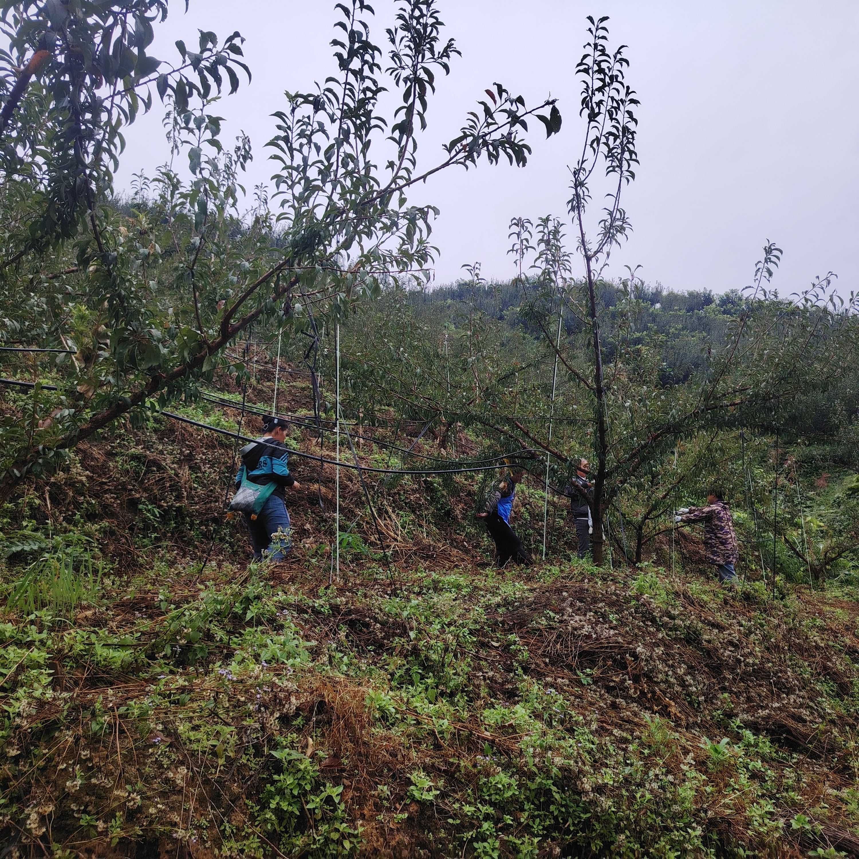 公司对果树进行管护  图片由受访者提供.jpg