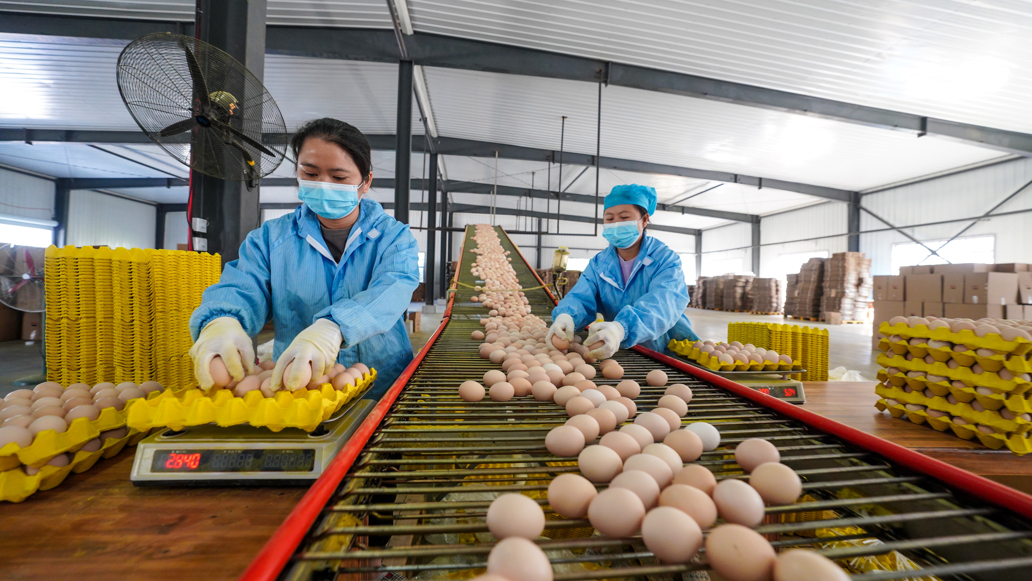 810925-2024年10月24日，在贵州省黔东南苗族侗族自治州榕江县忠诚镇王岭村凤凰山智能化蛋鸡养殖场，工人在分拣鸡蛋。.JPG