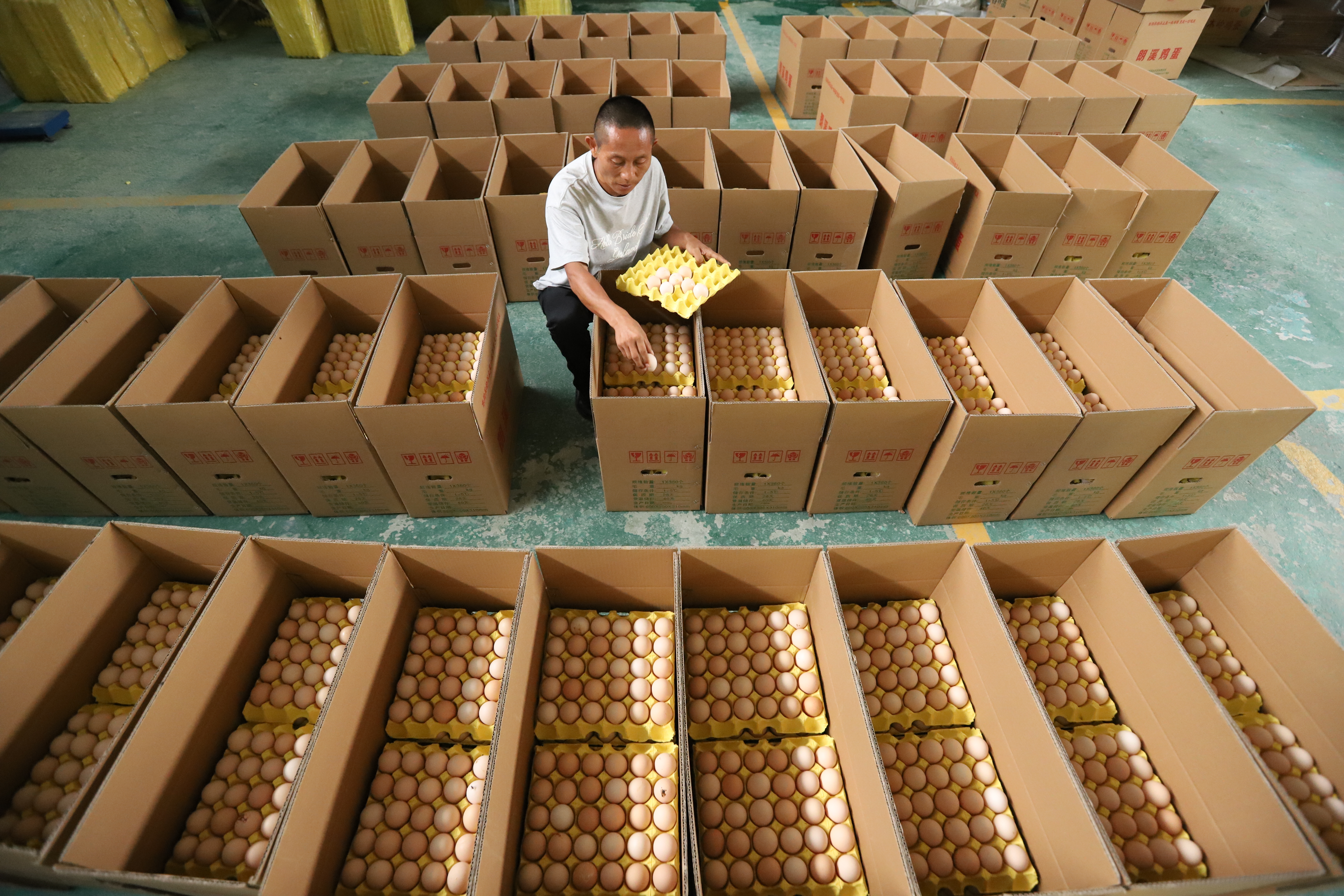 796905-9月12日，在印江自治县朗溪镇甘龙村智能化蛋鸡养殖场，养殖工人将一枚枚鸡蛋捡拾装箱。.JPG