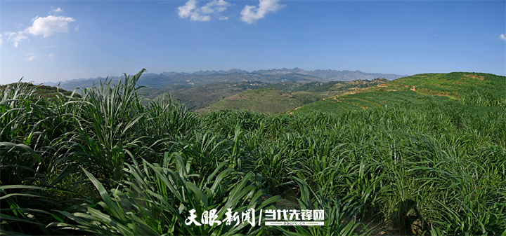 dD0xNzY3NDUzMjU0X3I9MjgzYTg1Y2Ffdz03MjBfcT0xMDBfZT1qcGc=.webp 关岭新铺镇皇竹草.jpg