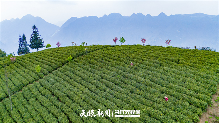 dD0xNzY3NDUzMzI0X3I9MTQ0ZWU3MjJfdz03MjBfcT0xMDBfZT1qcGc=.webp 关岭岗乌镇云雾茶场.jpg